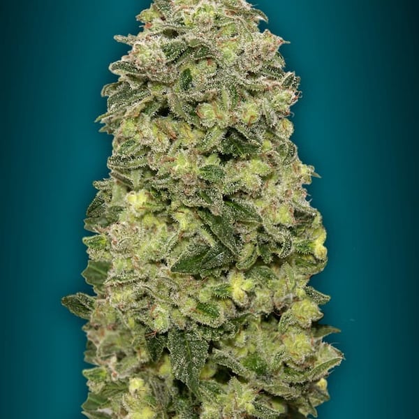 Auto Afghan Skunk Advanced Seeds cannabisfrø