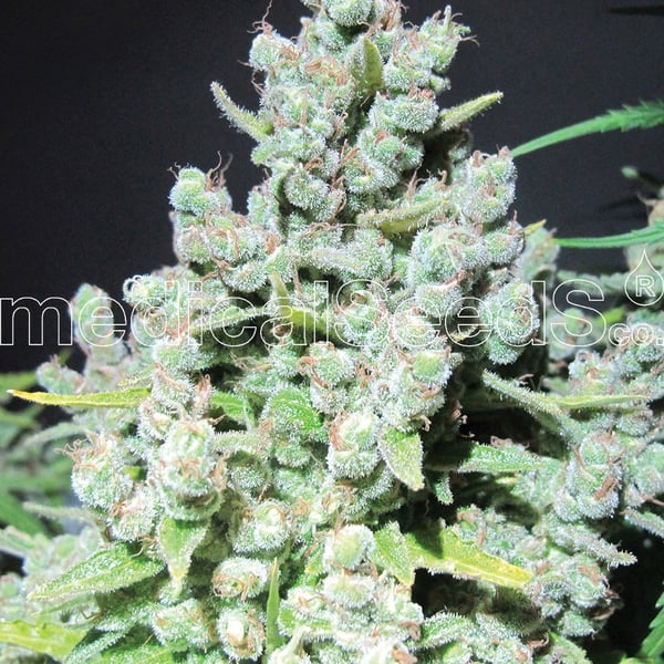 Medicinske cannabisfrø Malakoff