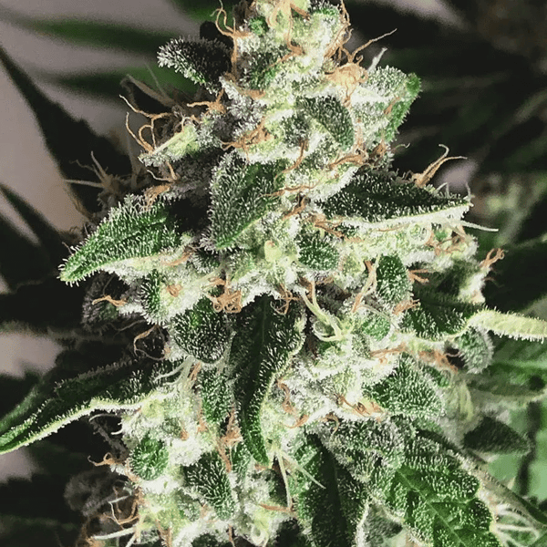 Auto God's Glue Ministry of Cannabis cannabisfrø
