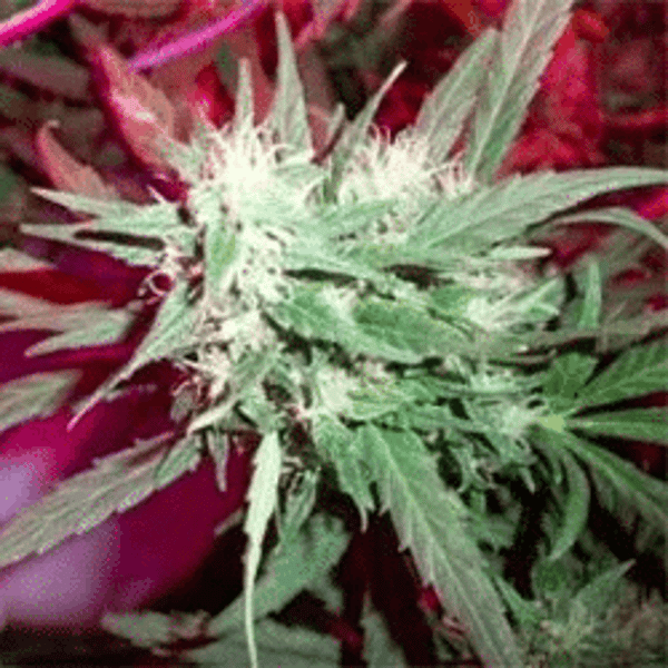 K.C. 39 Regular K.C. Brains Seeds cannabisfrø