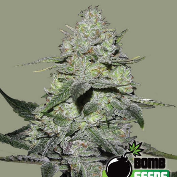 GORILLA BOMB Bomb Seeds cannabisfrø