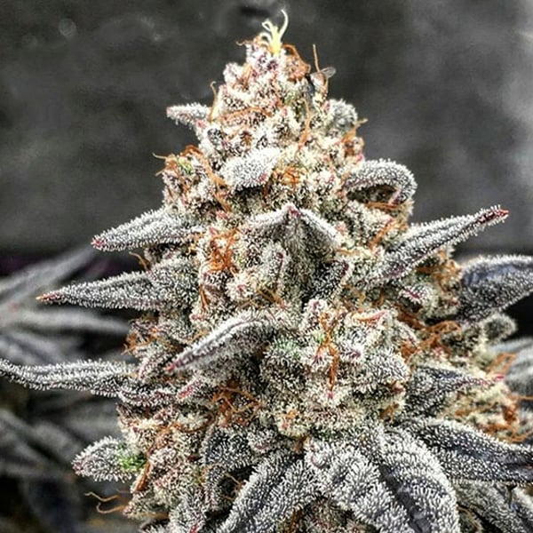 WHITE WEDDING RBX Ethos Genetics cannabis seeds