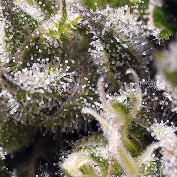 Cream Caramel Auto Sweet Seeds cannabisfrø