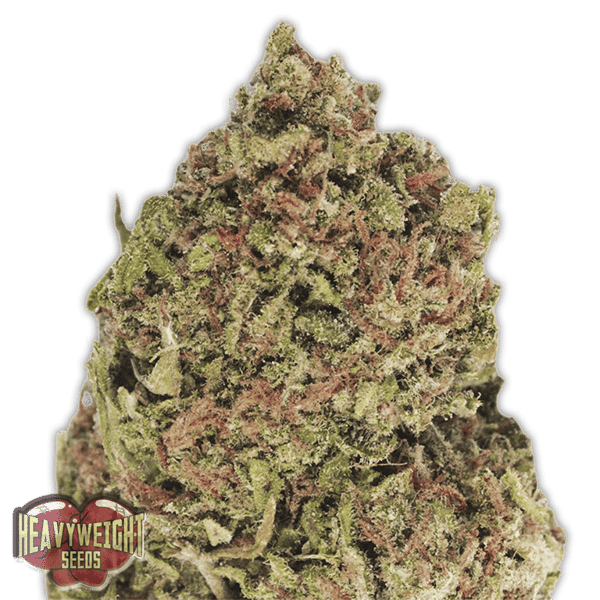Dream Machine Heavyweight Seeds cannabisfrø