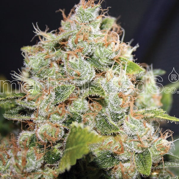 Medicinske cannabisfrø bcn sour diesel