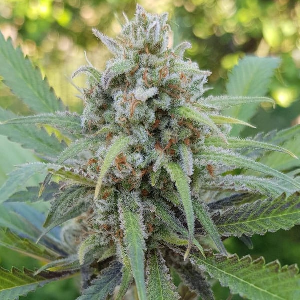 C99 Female Seeds cannabisfrø