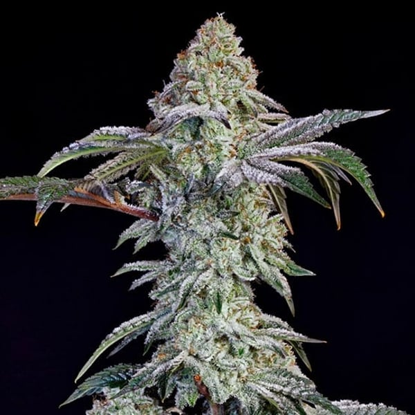 GRANDPA’S COOKIES #6 S1 Ethos Genetics cannabis seeds
