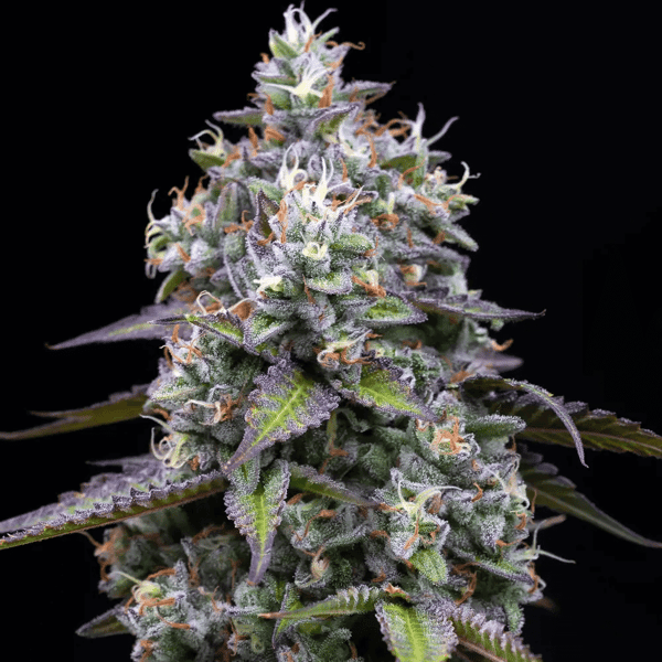 Zoap Barney's Farm cannabisfrø