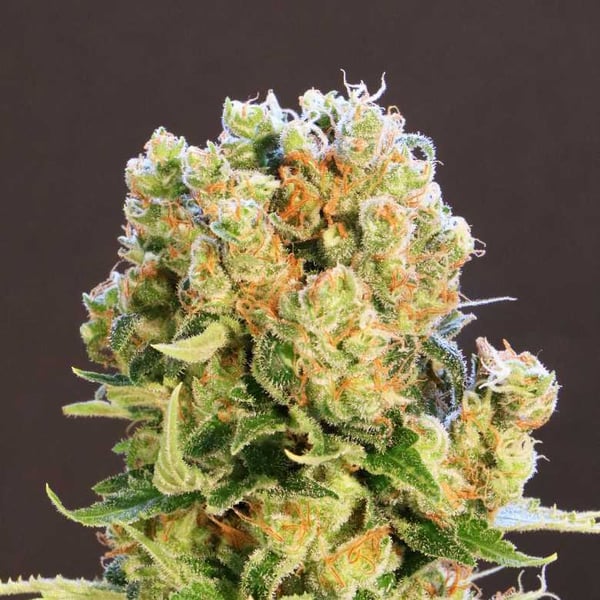 Diesel Glue Kannabia skunkfrø cannabisfrø