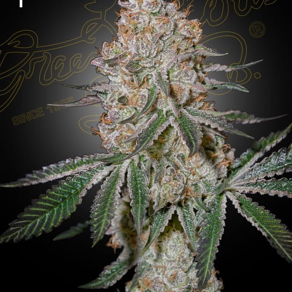 HighCloudZ Greenhouse Seed Company cannabisfrø