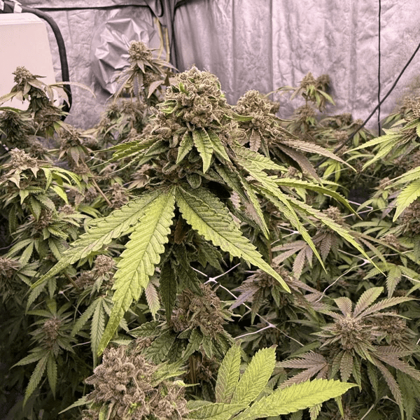 Biscotti Gelato Fast Buds cannabis seeds