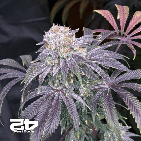 Lemon Mandarin Fast Buds cannabis seeds