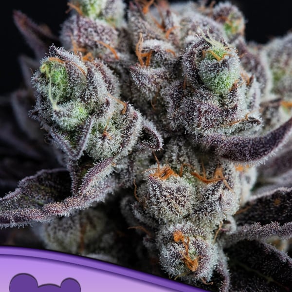 Blackberry Moonrocks