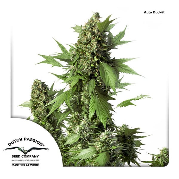 Auto-Duck-Dutch-Passion-cannabisfrø