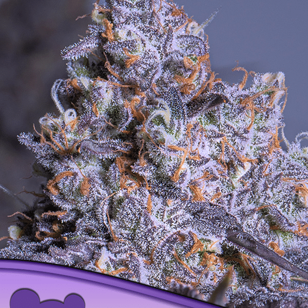 Frozen Black Cherry Auto Anesia Seeds cannabisfrø
