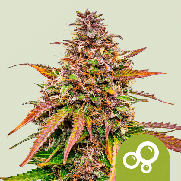 Bubble Kush Automatic Royal Queen Cannabisfrø Skunkfrø