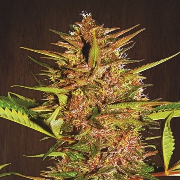 Pakistan Chitral Kush Ace Seeds cannabisfrø