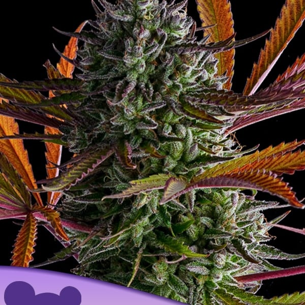 Strawberry Pop Rocks Anesia Seeds cannabisfrø