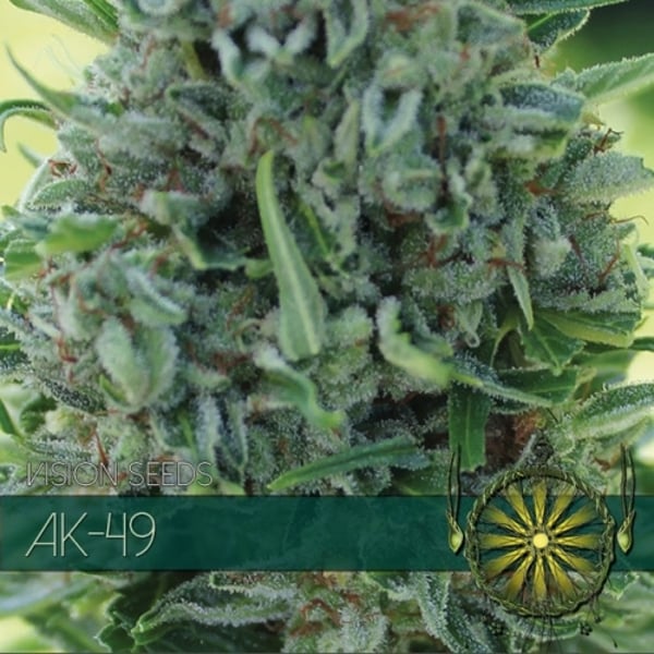 AK 49 Vision Seeds cannabisfrø