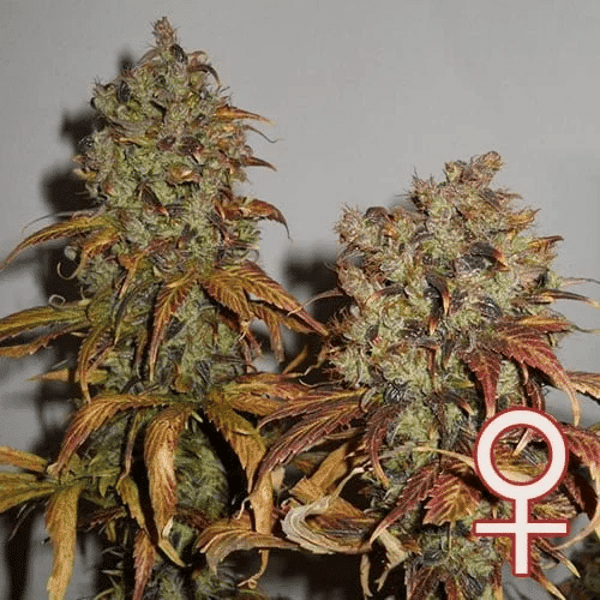 Mango K.C. Brains Seeds cannabisfrø