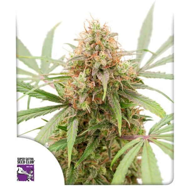 auto-ak-triple-haze