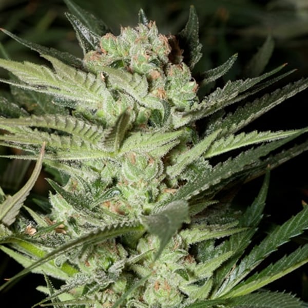 G13 Labs Mozarella cannabisfrø