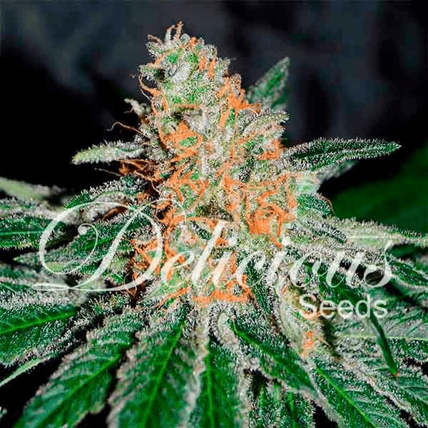 CBD Jam Delicious Seeds cannabisfrø