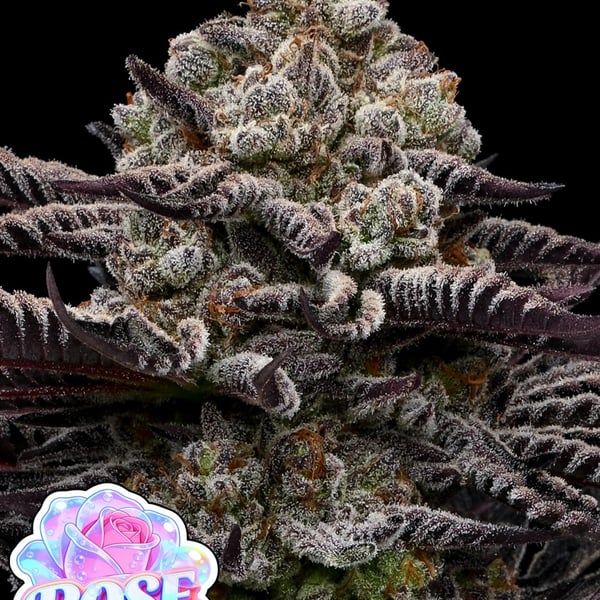 Rose Soda Anesia Seeds cannabis seeds