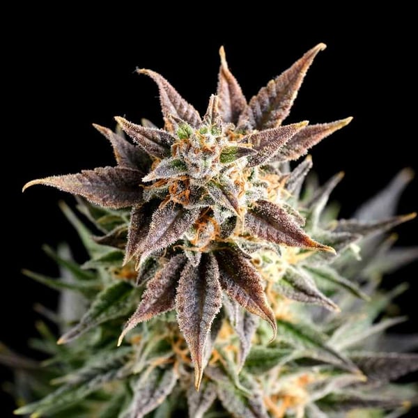Big Band Kannabia skunkfrø cannabisfrø