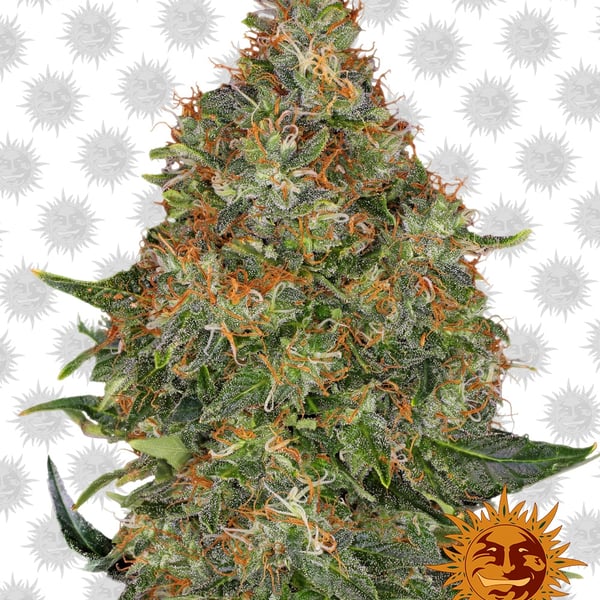 Pineapple-Express-Auto
