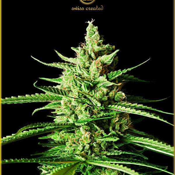 AK-01 Anaconda Seeds cannabisfrø