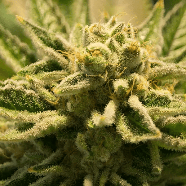 Alpha King Christiania Seeds cannabisfrø