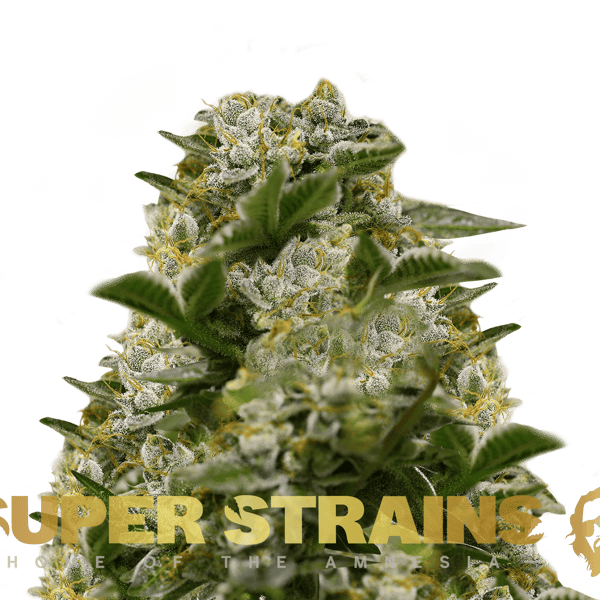 Ibiza Farmers Super Strains cannabisfrø