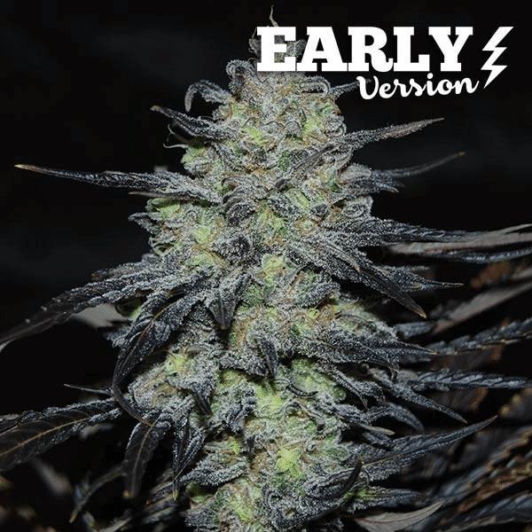 Golosa Early Version Delicious Seeds cannabisfrø