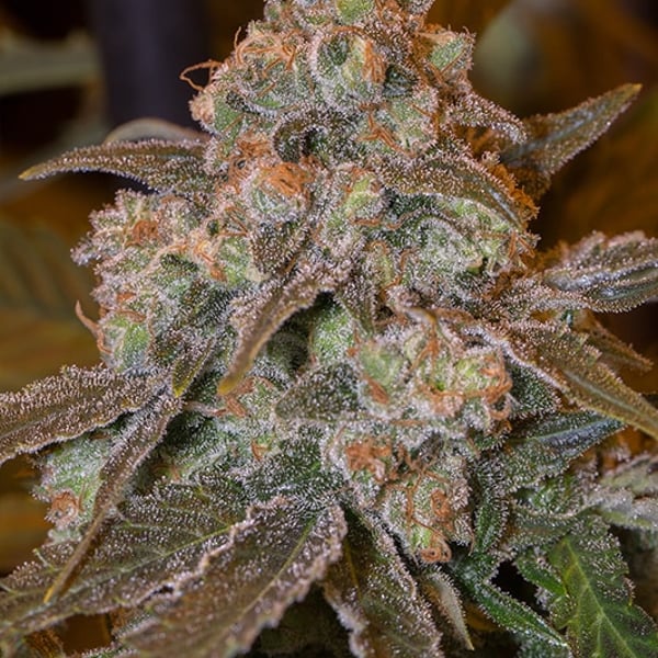 Gorilla Frost Silent Seeds
