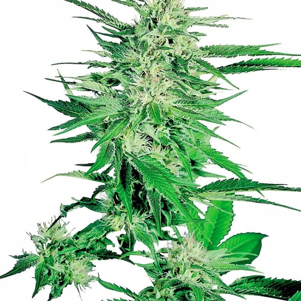 Cannabisfrø big-bud-feminized-xl