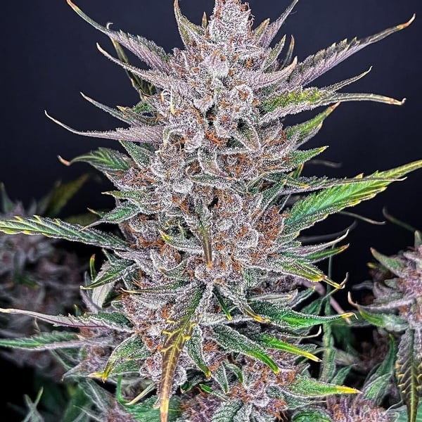 Gorilla Punch Auto cannabisfrø Fast Buds