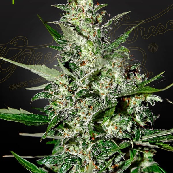 Super Critical Auto Greenhouse Seed Company cannabisfrø