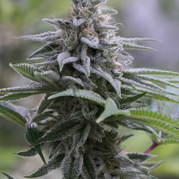 Zkittlez 2.0 Silent Seeds cannabisfrø