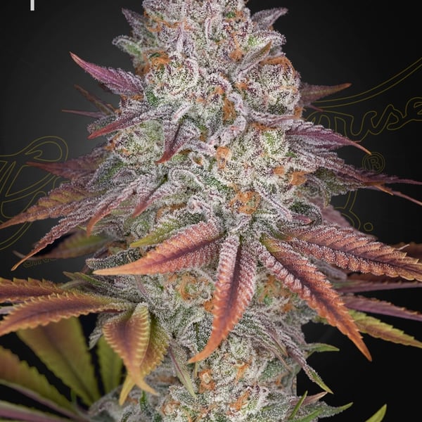 Pulp Friction Green House Seed Company cannabisfrø