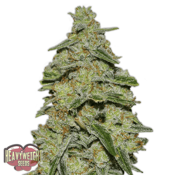 Lemon Cake Heavyweight Seeds cannabisfrø