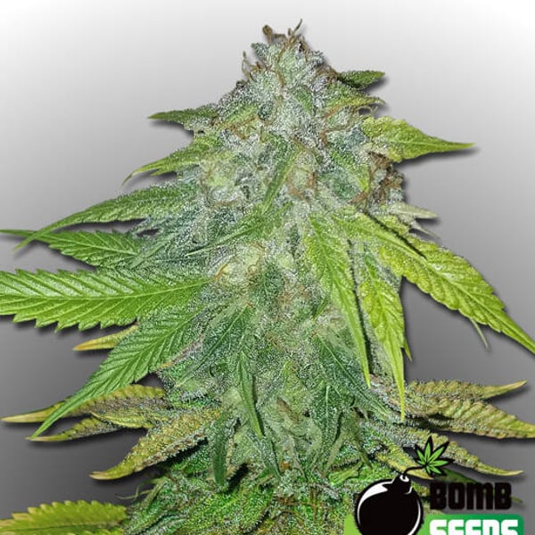 Ghost Train Bomb Bomb Seeds cannabis seeds