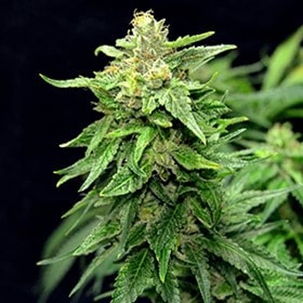 Blue Cindy G13 Labs Seeds_600x600