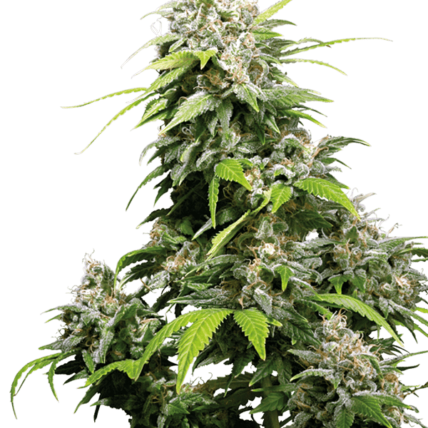 Cannabisfrø Sensi Seeds California Indica Feminiserede