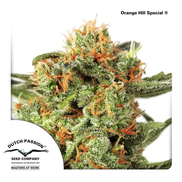 cannabisfrø-Orange-Hill-Special-Dutch-Passion