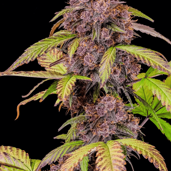 Lemon Cherry Cookies Auto Fast Buds cannabisfrø (2)