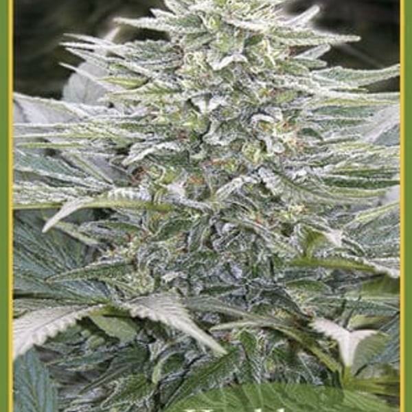 Hashberry