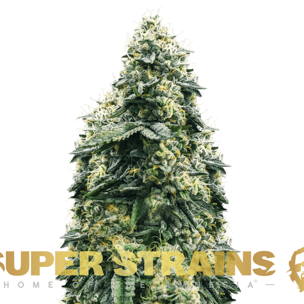 La Cucaracha Super Strains cannabisfrø
