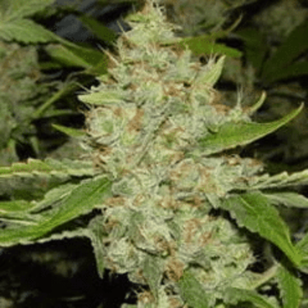 Brains Choice Regular K.C. Brains Seeds cannabisfrø