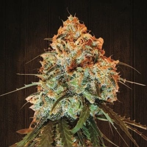 Golden Tiger Ace Seeds Sativa cannabisfrø